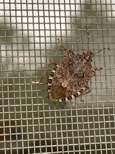 Brown Marmorated Stink Bug