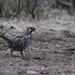 Hazel and Chinese Grouse - Photo (c) chrs, all rights reserved