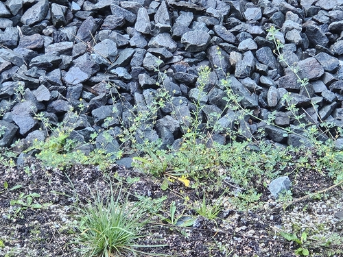 Black Medick