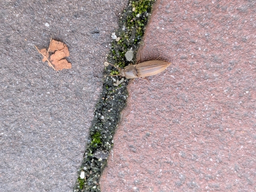 Lined Click Beetle