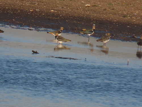 Northern Lapwing