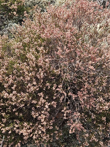 common heather
