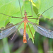 Crane Flies - Photo (c) Valter Jacinto, all rights reserved