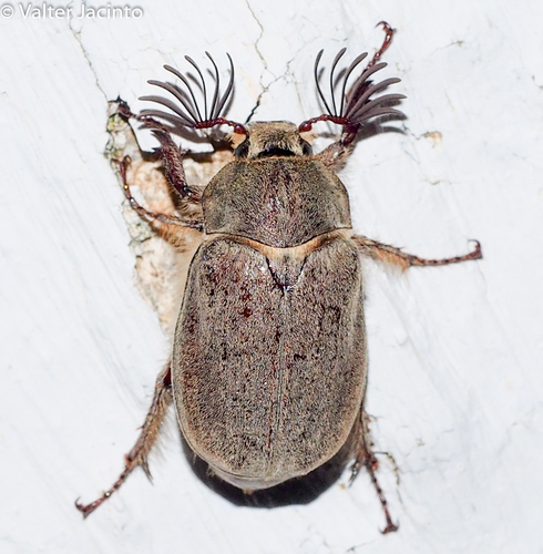 Melolontha papposa