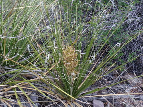Foothill Beargrass