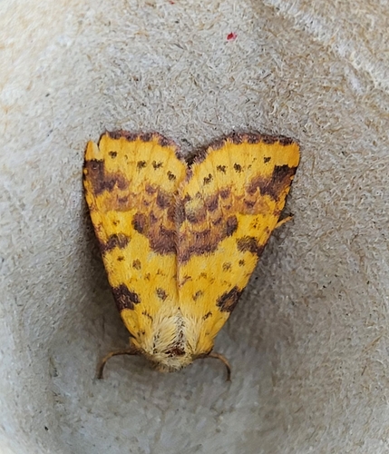 Pink-barred Sallow