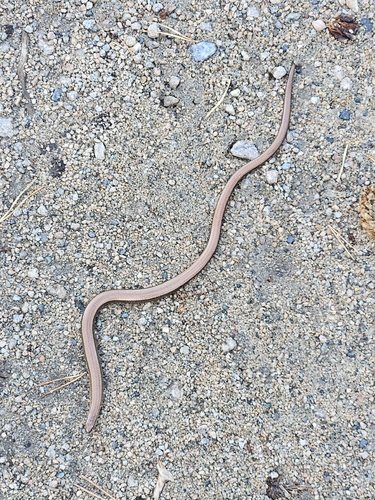 Common Slowworm