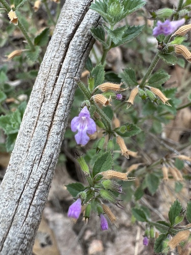 Dwarf False Pennyroyal