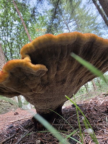 European Dyer's Polypore