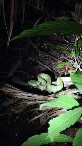 Bornean Keeled Pit Viper