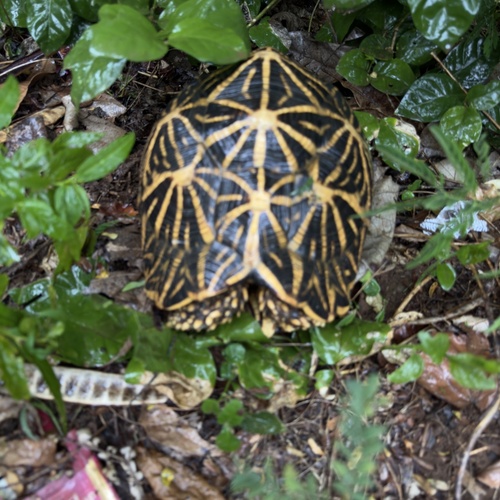 Indian Star Tortoise