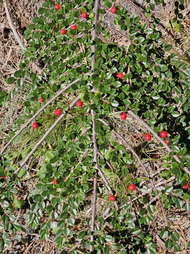 Wall cotoneaster
