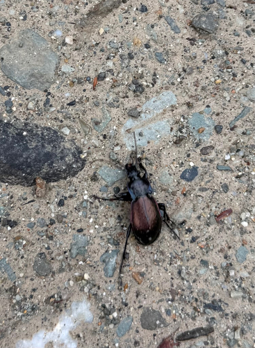 Bronze Ground Beetle