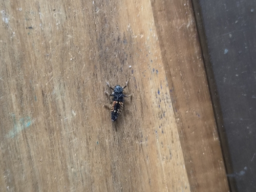 Asian Lady Beetle