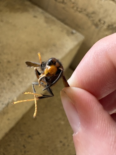 Vespa velutina nigrithorax