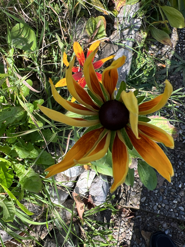 black-eyed Susan