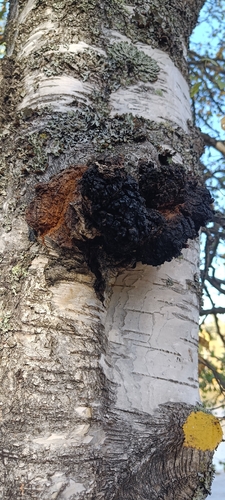 chaga