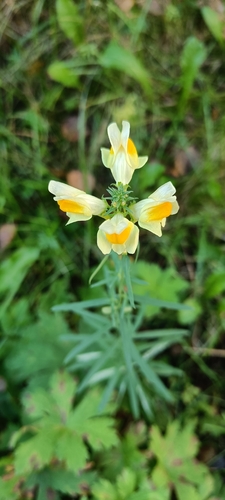 common toadflax