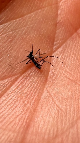Asian Tiger Mosquito