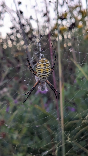 Banded Garden Spider