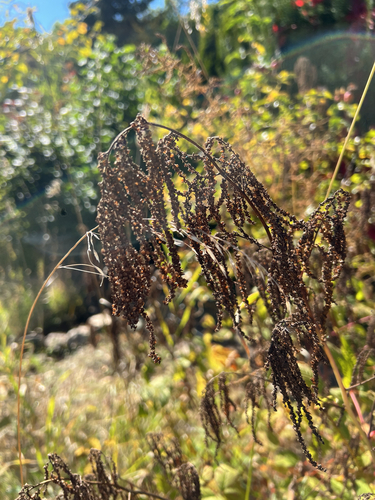 Goatsbeard