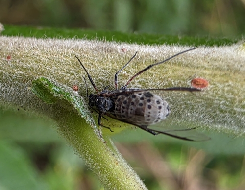 Giant Willow Aphid