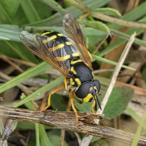 Hook-barred Spearhorn