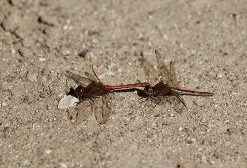 Vagrant Darter