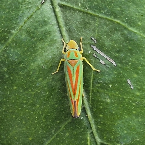 Rhododendron Leafhopper