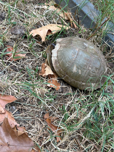 Three-toed Box Turtle