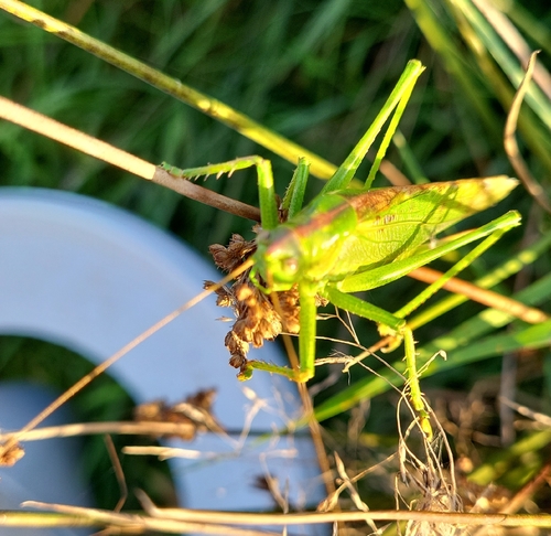 Great Green Bush-cricket