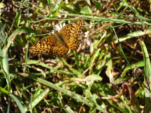 Variegated Fritillary