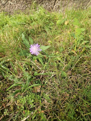 Field Scabious