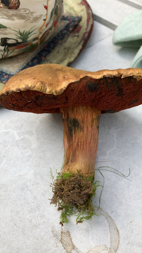 Dotted Stem Bolete