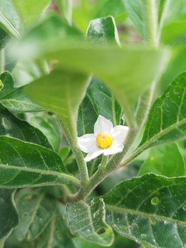 Jerusalem cherry