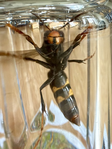 Yellow-legged Hornet