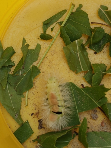 Pale Tussock Moth
