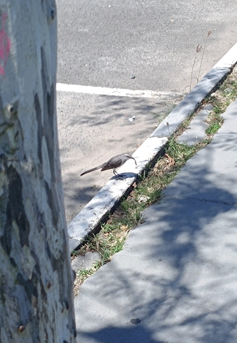 Tropical Mockingbird