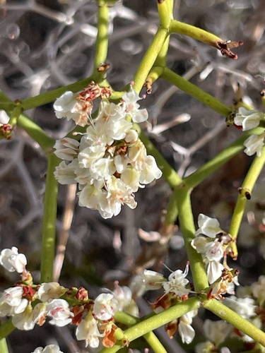 Heermann's buckwheat