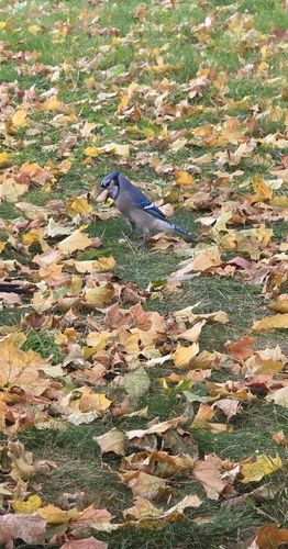 Blue Jay