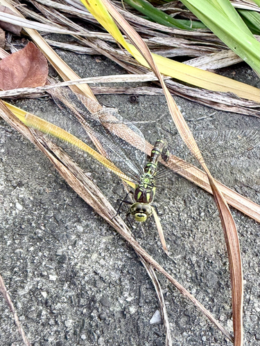 Southern Hawker