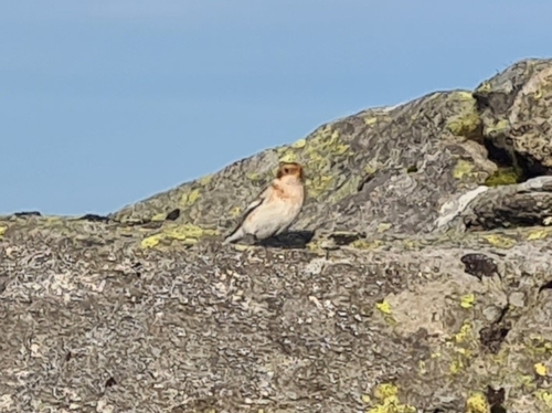 Snow Bunting