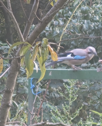 Eurasian Jay