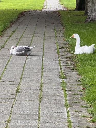 Domestic Greylag × Domestic Swan Goose