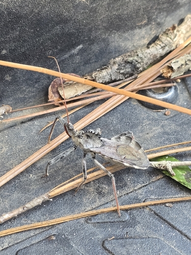 North American Wheel Bug