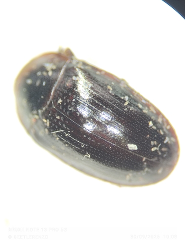 Hyporhagus