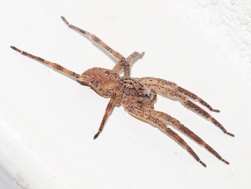 Mediterranean Spiny False Wolf Spider