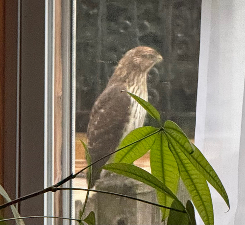 Cooper's Hawk