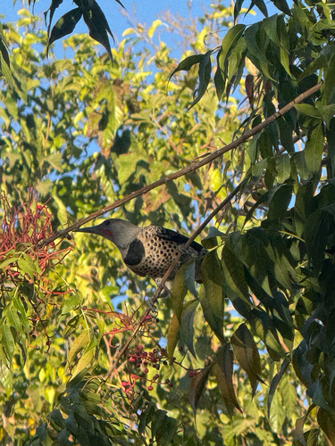 Northern Flicker