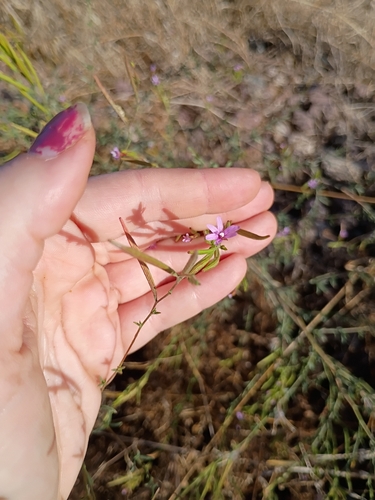 panicled willowherb